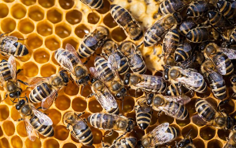 bijen als symbool voor teamwork